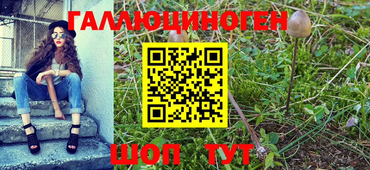 Галлюциногенные грибы Psilocybe Шатура